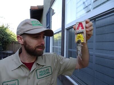 Lawrenceville rodent trapping