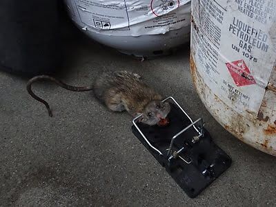 rodent trapping