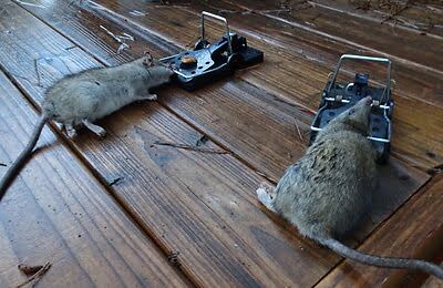 rodent trapping